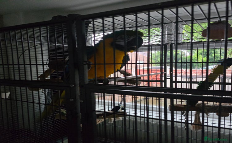 Macaws birds - Advert 2