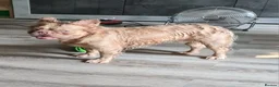 French Bulldog dogs for sale: French bulldog long hair - Advert 7