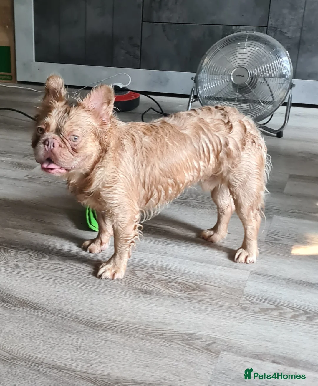 French Bulldog dogs for sale: French bulldog long hair - Advert 7