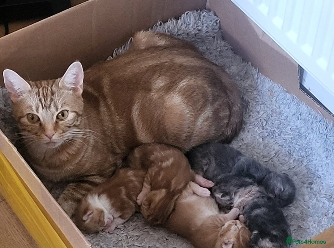 Mixed Breed cats for sale: 5 beautiful 11week old kittens for sale - Advert 1