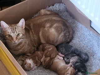 Mixed Breed cats 5 beautiful 11week old kittens for sale - Advert 1