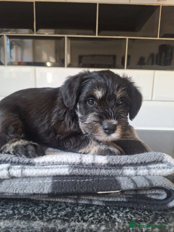 Miniature Schnauzer dogs - Advert 2