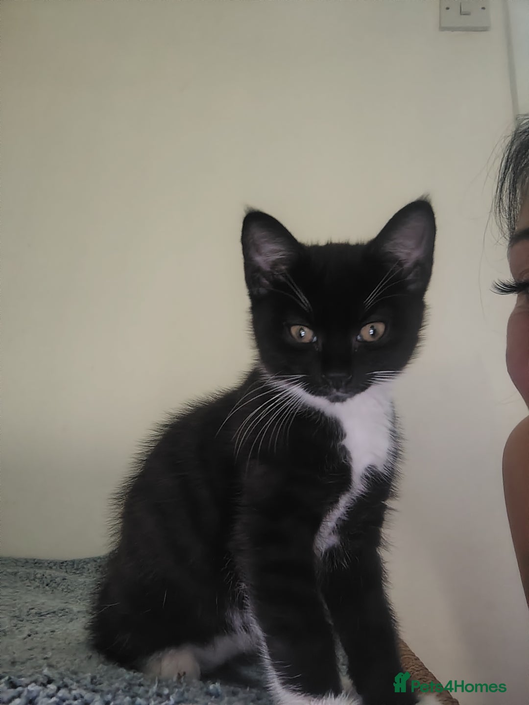 Domestic Shorthair cats for sale: Kitten for sale  - Image 2