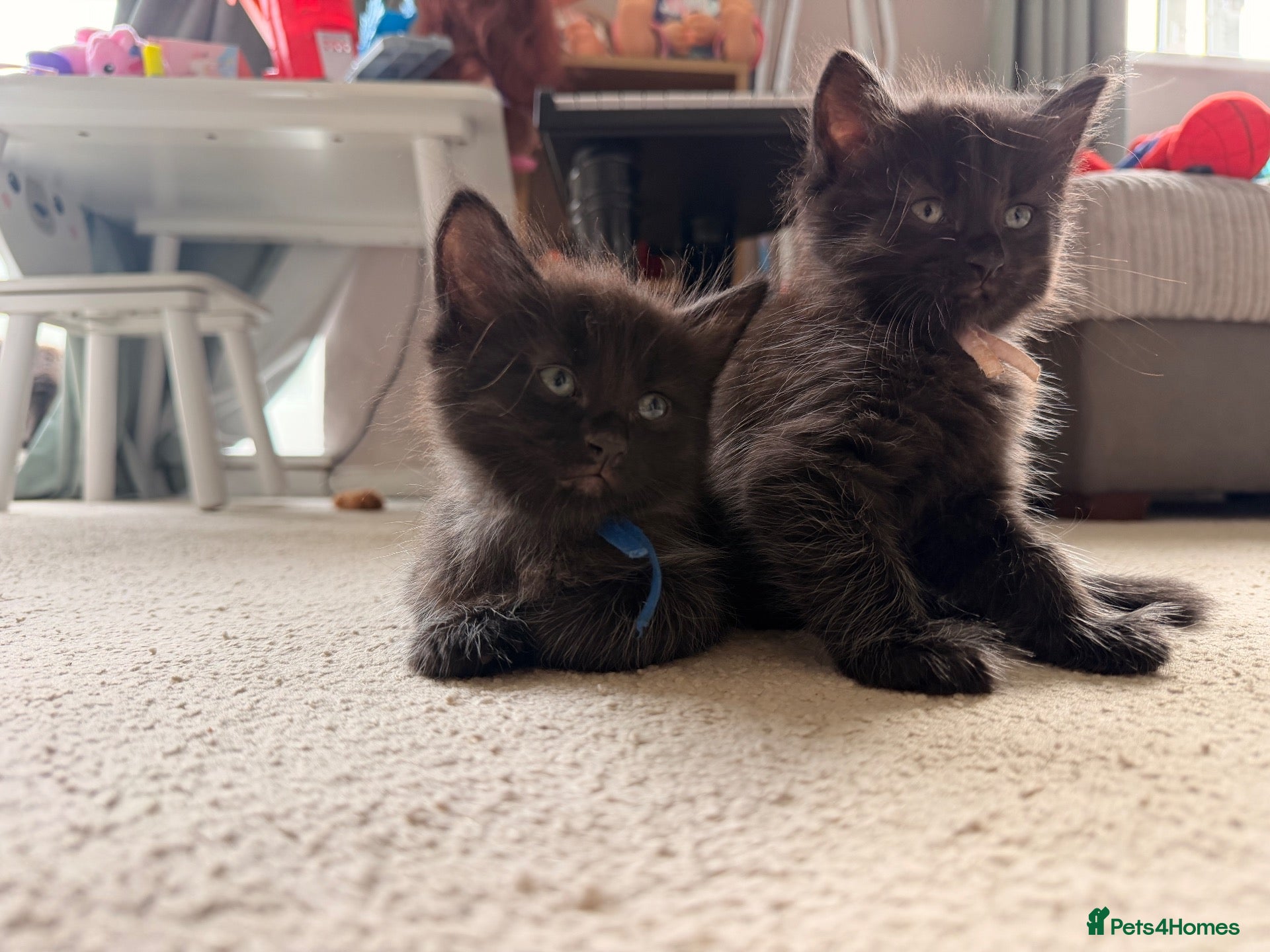 Mixed Breed cats Long-Haired Kittens Maine Coon & Ragdoll Heritage - Advert 20
