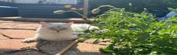 Ragdoll cats for sale: Ragdoll Kittens in Brighton - Advert 22