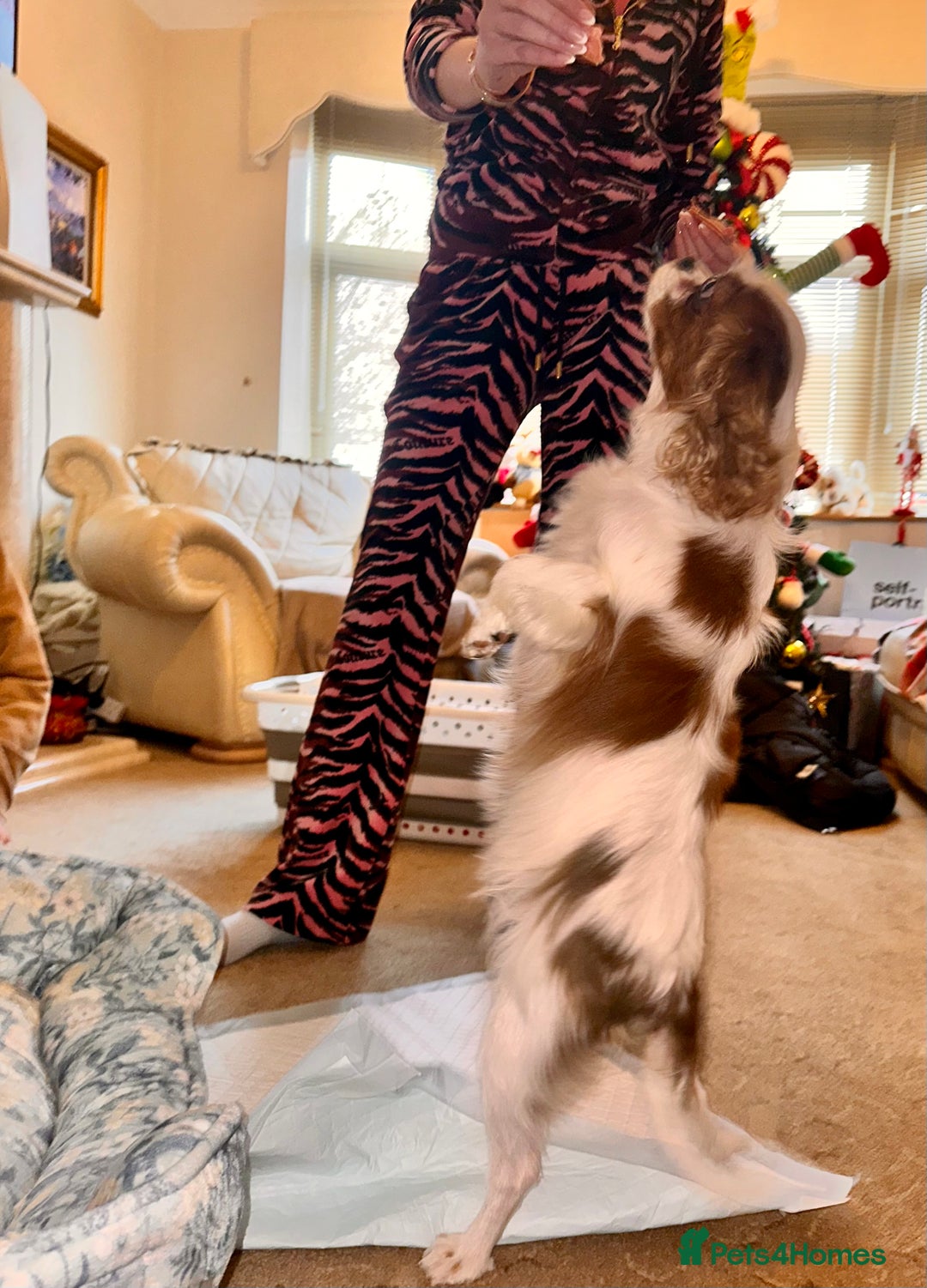 Cavalier King Charles Spaniel dogs for sale: Cavalier King Charles puppy’s  - Advert 22