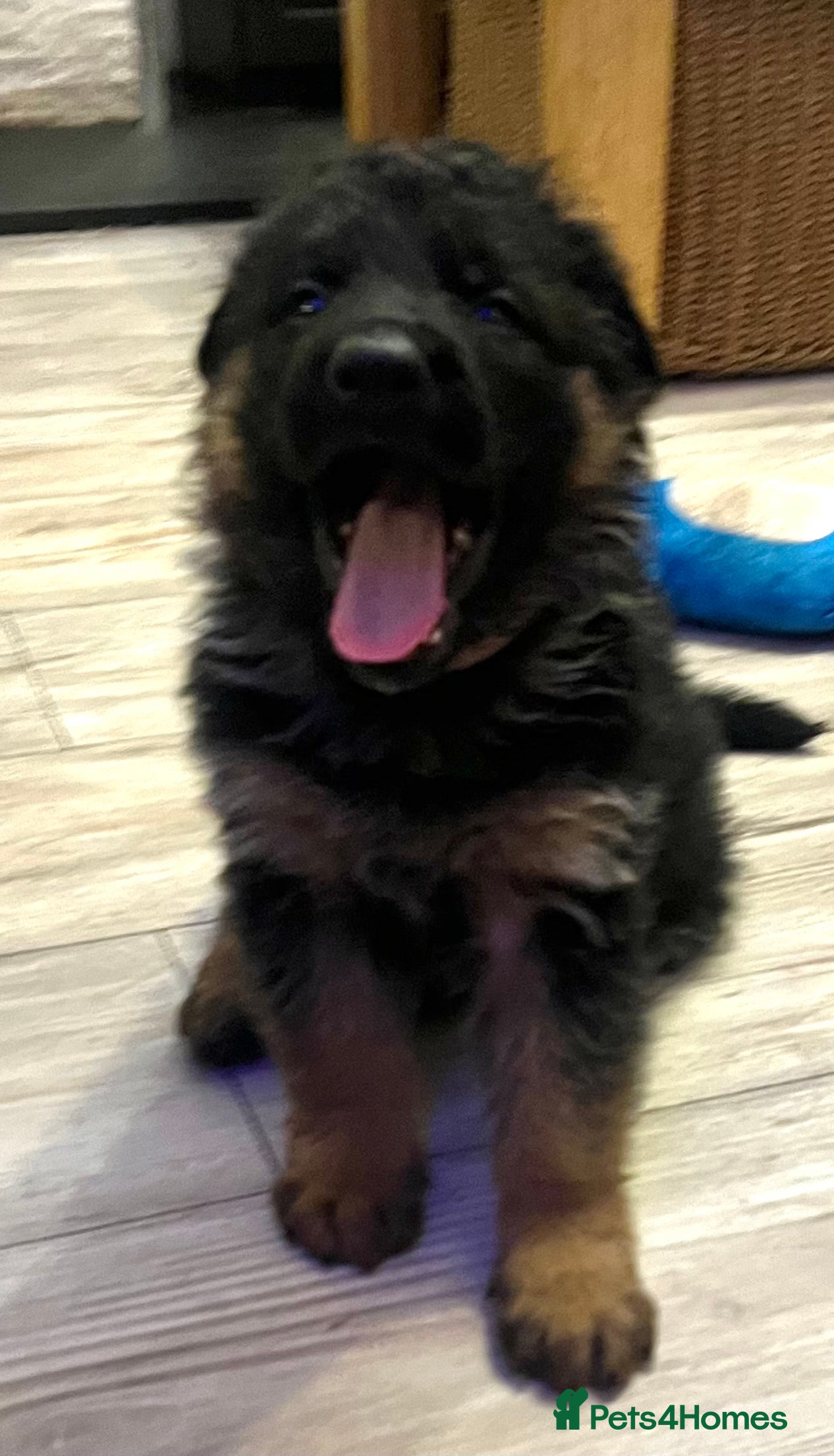 German Shepherd dogs Outstanding long haired Gsd pups  for sale  - Advert 12