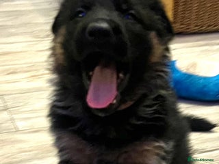 German Shepherd dogs Outstanding long haired Gsd pups for sale - Advert 5