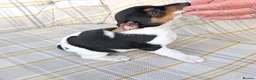 Jack Russell dogs for sale: Jack Russell Puppies for Sale - Advert 18