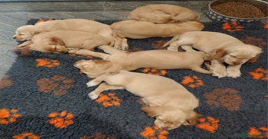 Cocker Spaniel dogs - Advert 1