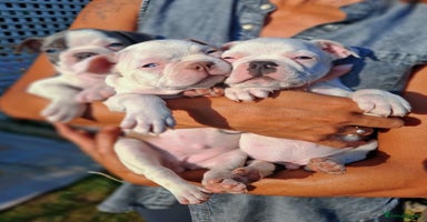 Boston Terrier dogs - Advert 9