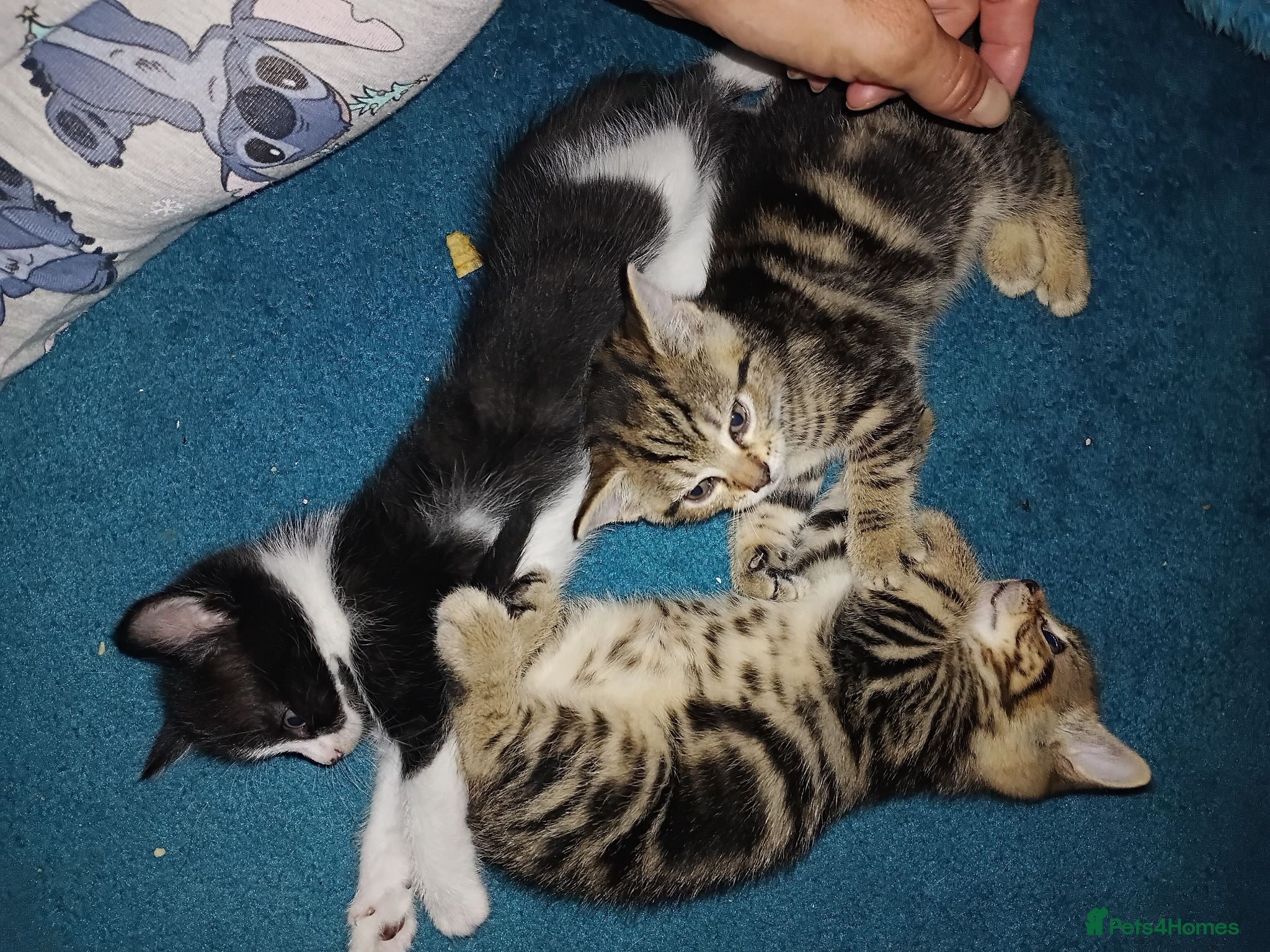 Mixed Breed cats Tabby babies - Advert 6