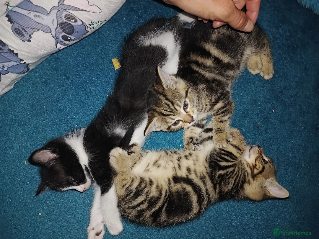 Mixed Breed cats for sale: Tabby babies - Advert 1