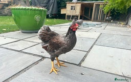 Chickens poultry for sale: Blue Laced Wyan Dotte - Image 4
