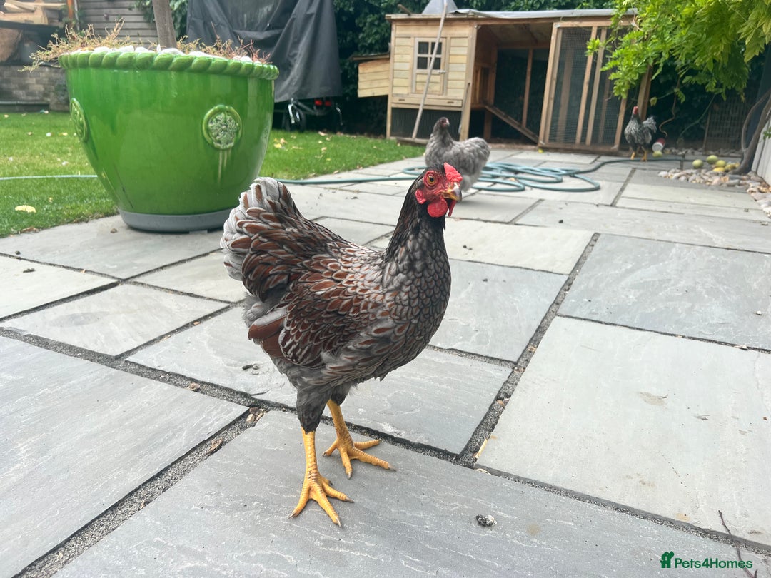 Chickens poultry for sale: Blue Laced Wyan Dotte - Image 4