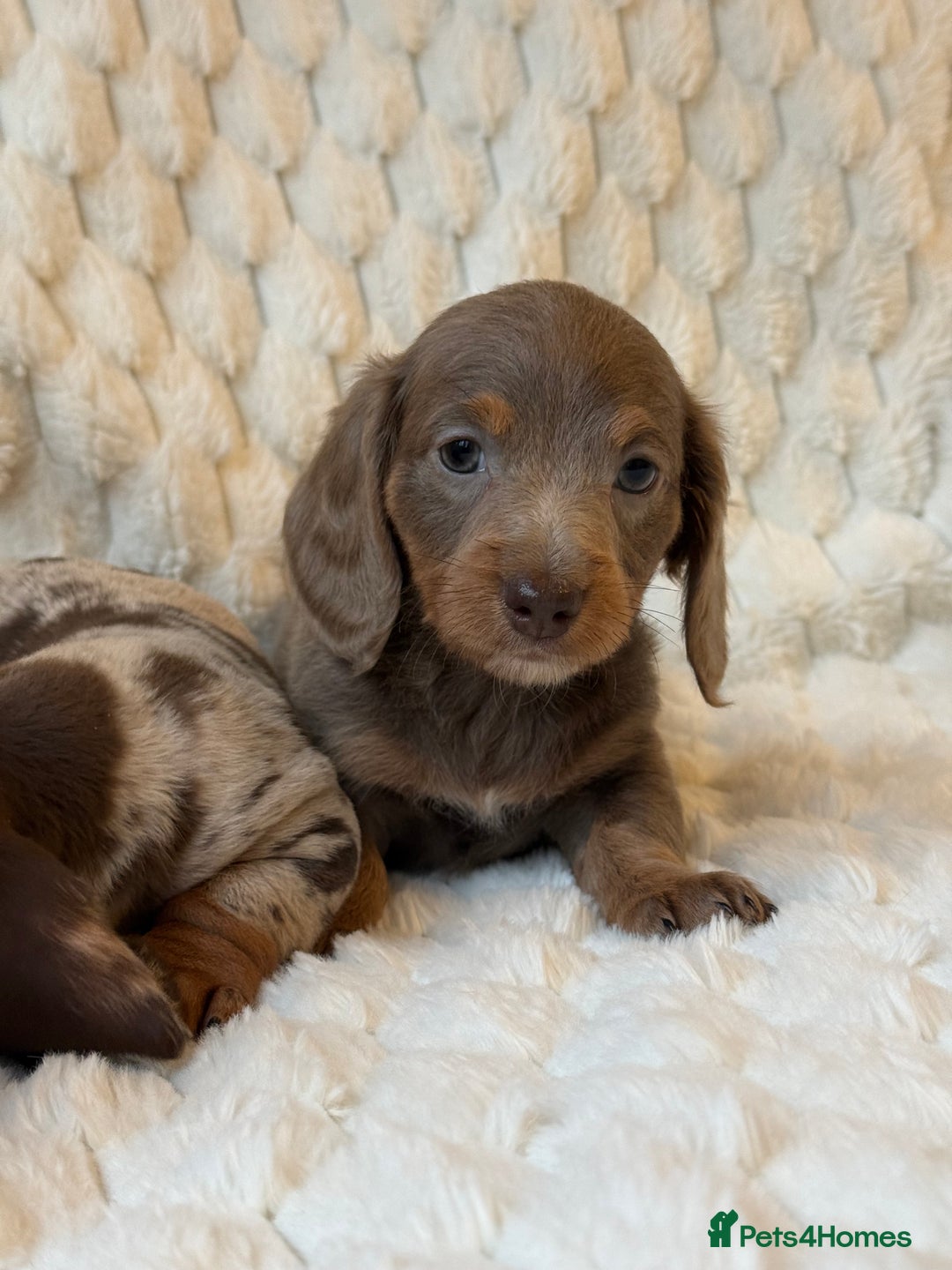 Miniature Dachshund dogs for sale: 💎MINATURE DACSHUND PUPPIES💎 - Advert 13