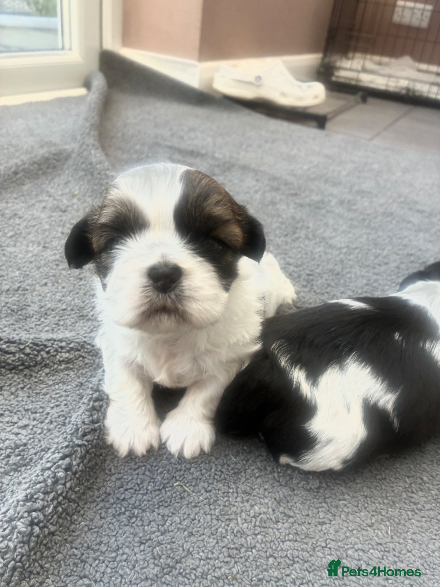 Shih Tzu dogs   🐾 Puppies Looking for Their Forever Homes  🐾 - Advert 1