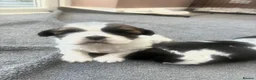 Shih Tzu dogs for sale:   🐾 Puppies Looking for Their Forever Homes  🐾 - Advert 1