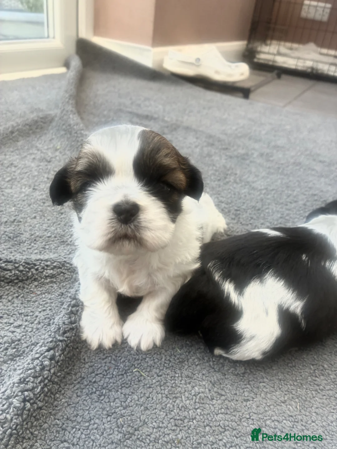 Shih Tzu dogs for sale:   🐾 Puppies Looking for Their Forever Homes  🐾 - Advert 1