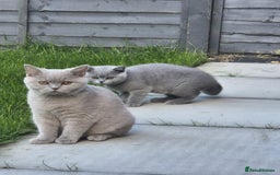 British Shorthair cats for sale: Gccf reg bsh kitten  - Image 7
