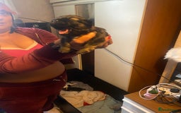 Shih Tzu dogs for sale: Puppy for sale  - Image 11