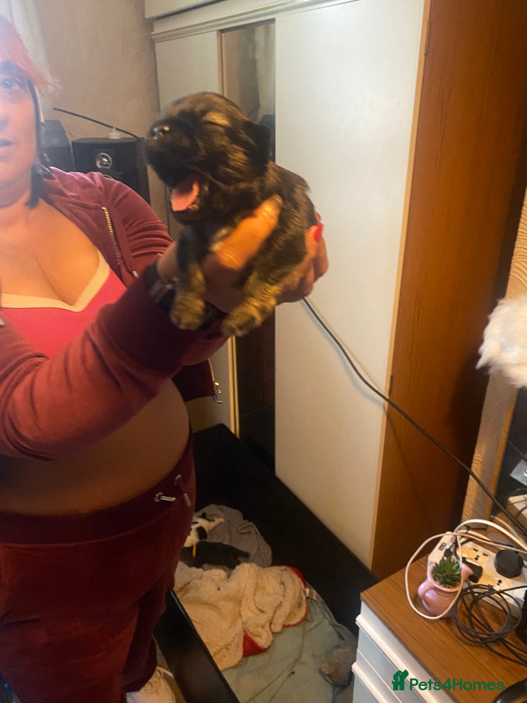 Shih Tzu dogs for sale: Puppy for sale  - Image 11