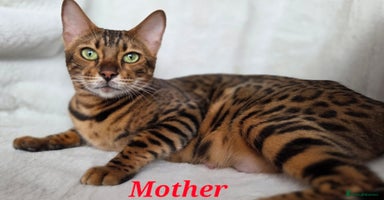 Bengal cats - Advert 13