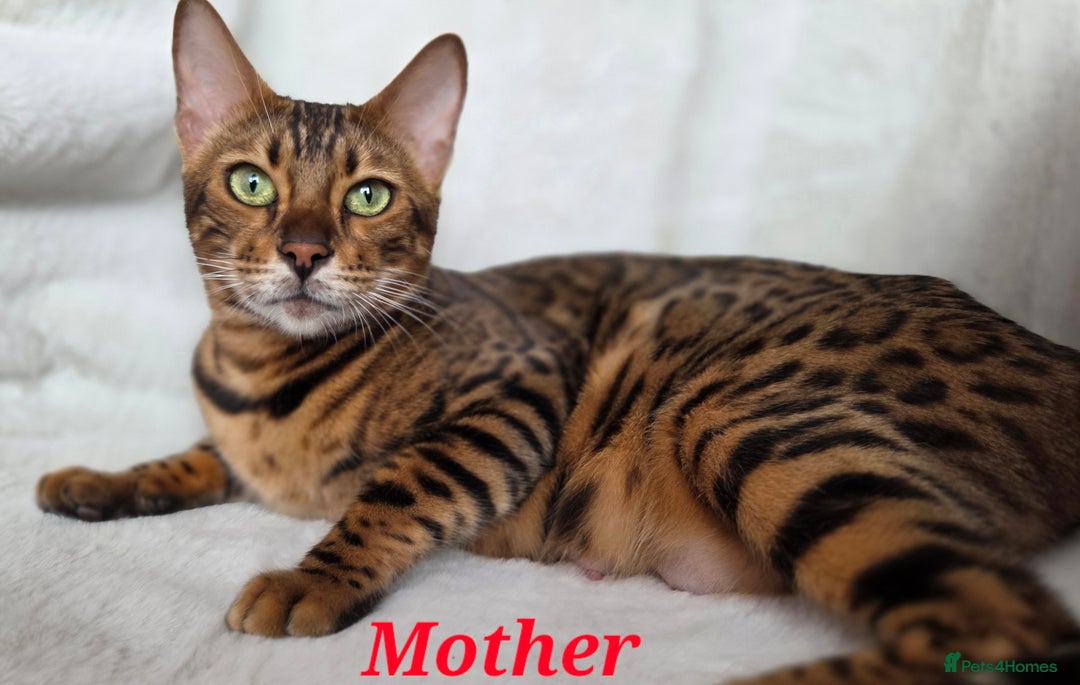 Bengal cats for sale: ✨ Bengal TICA Registered kittens Available ✨🐱 - Image 11