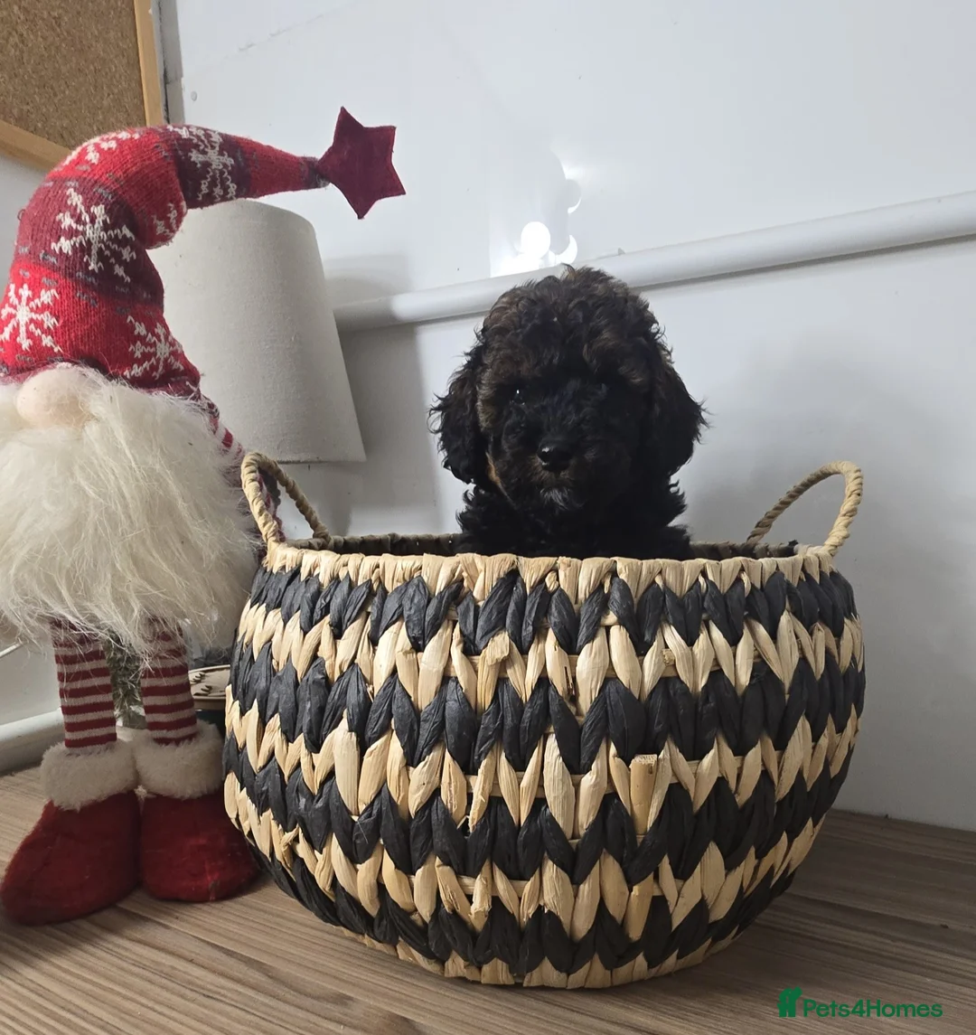 Toy Poodle dogs for sale: Mini merle Poodles - Ready now - Advert 17