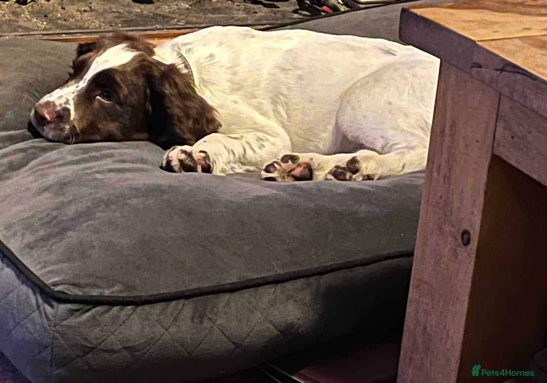 English Springer Spaniel dogs for sale: Meet ‘Spike’ - Advert 3