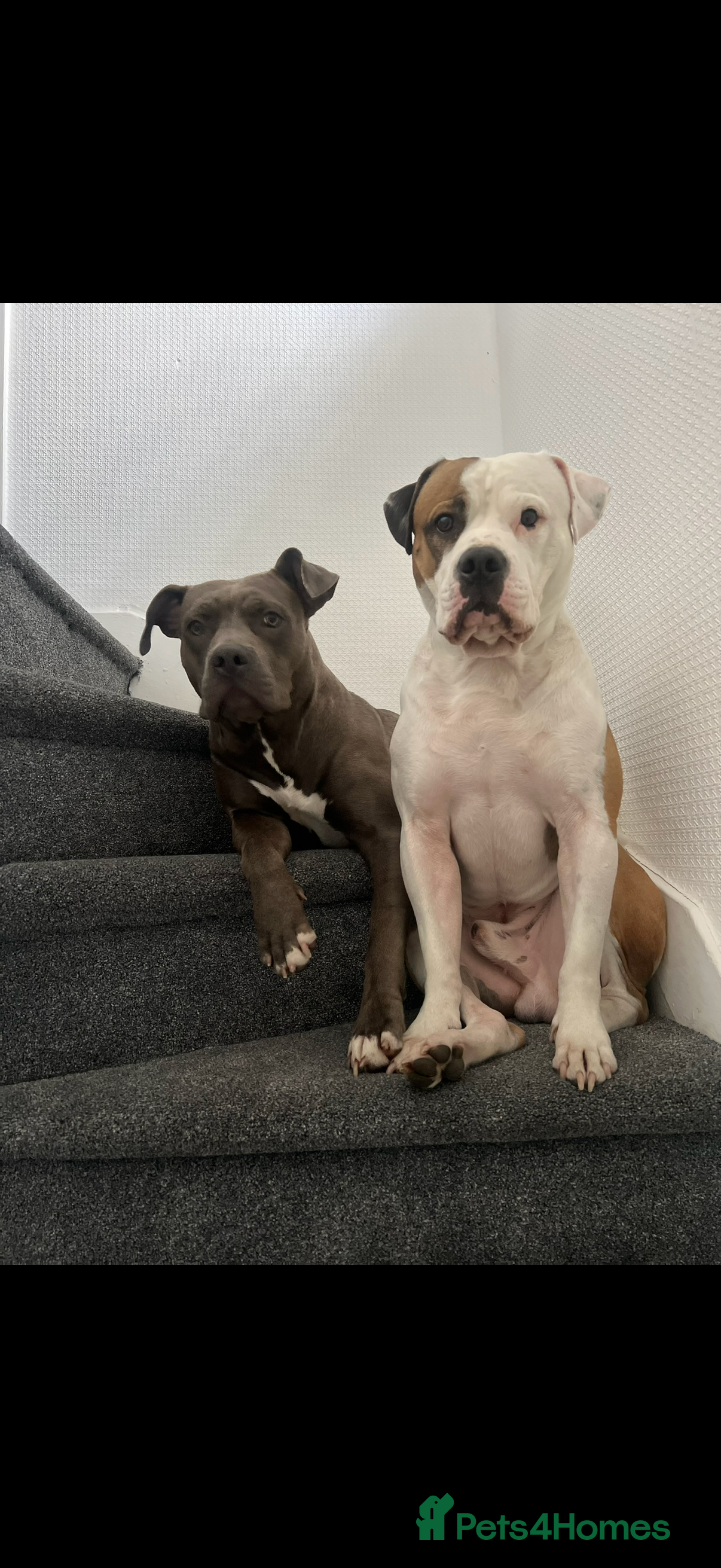 American Bully dogs American bully classic puppies for sale  - Advert 1