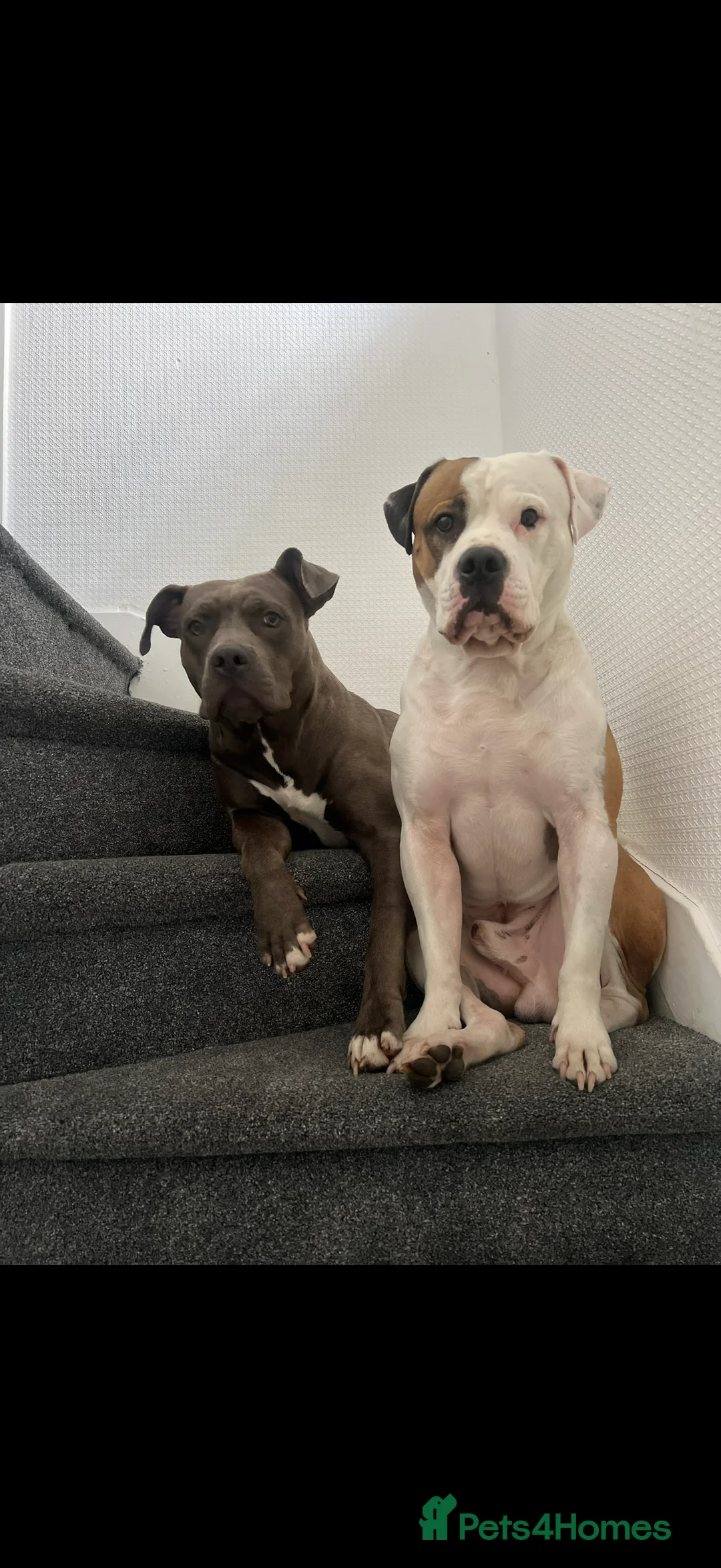 American Bully dogs for sale: American bully classic puppies for sale  - Advert 1