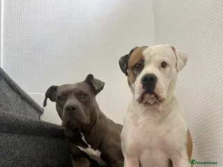 American Bully dogs American bully classic puppies for sale - Advert 1