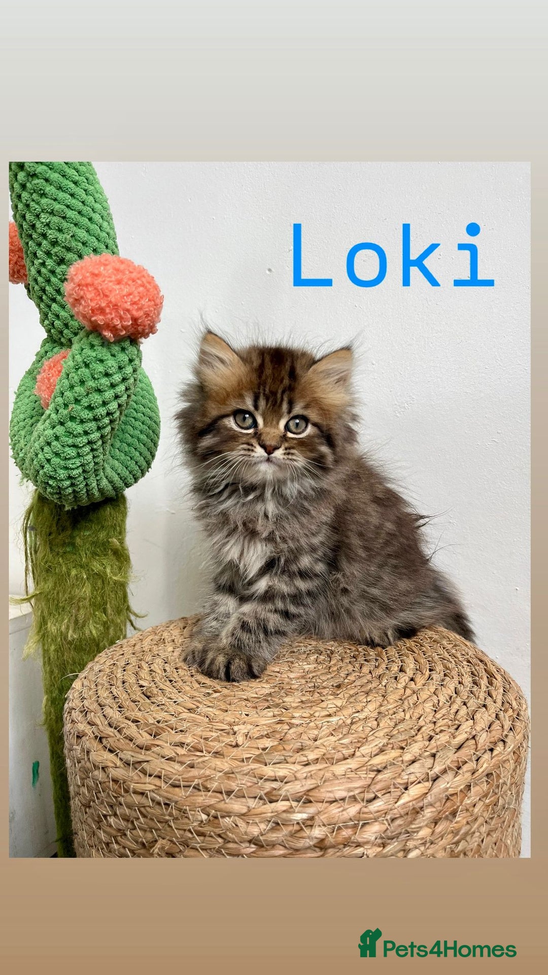 Persian cats for sale: Persian kittens for sale  - Image 4
