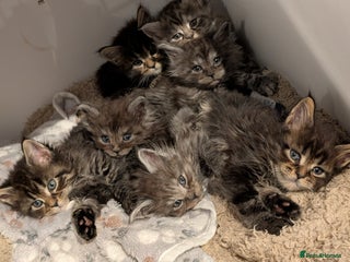 Maine Coon cats Beautiful Pedigree Maine Coon Kittens - Advert 2