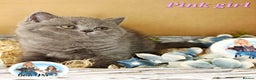 British Shorthair cats for sale: 4 beautiful British short hairs available  - Advert 28