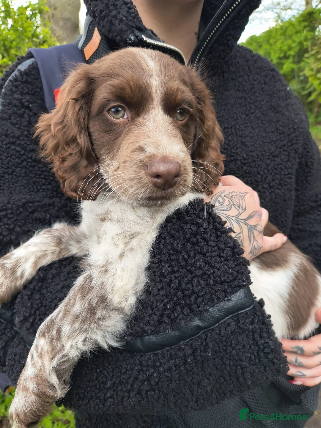 Sprocker dogs for sale: Sprocker Spaniel  in Telford - Advert 2