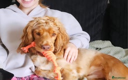 Cocker Spaniel dogs for sale: 8 month old show cocker - Image 2