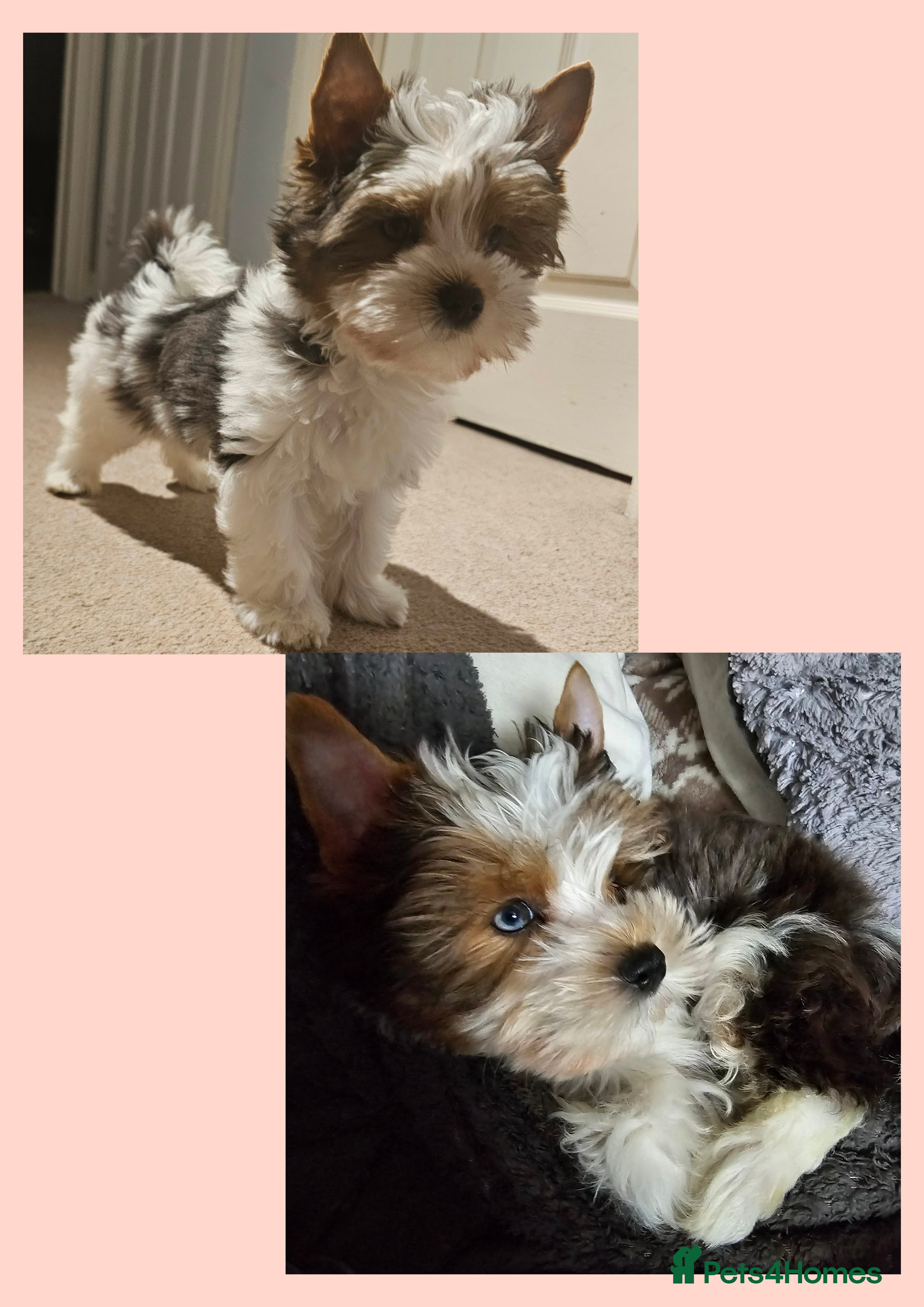 Yorkshire Terrier dogs 4 Adorable Yorkshire terrier pups fully vaccinated - Advert 2