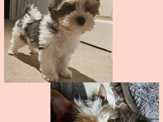 Yorkshire Terrier dogs 4 Adorable Yorkshire terrier pups fully vaccinated - Advert 2