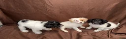 Mixed Breed dogs for sale: Gorgeous Girls Cavajackpoos in Cranleigh - Advert 7