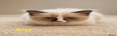 Ragdoll 1