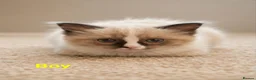 Ragdoll cats for sale: Bicolour ragdoll kittens  - Advert 10