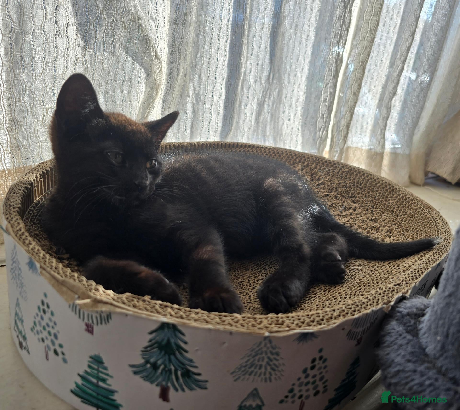 Mixed Breed cats Black male kitten - Advert 2