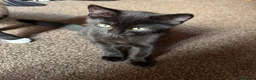 Mixed Breed cats for sale: Kittens for sale  in Thetford - Advert 3