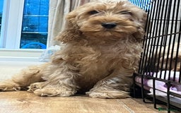 Cockapoo dogs for sale: Healthy Cockapoos boys fully vaccinated  - Image 17