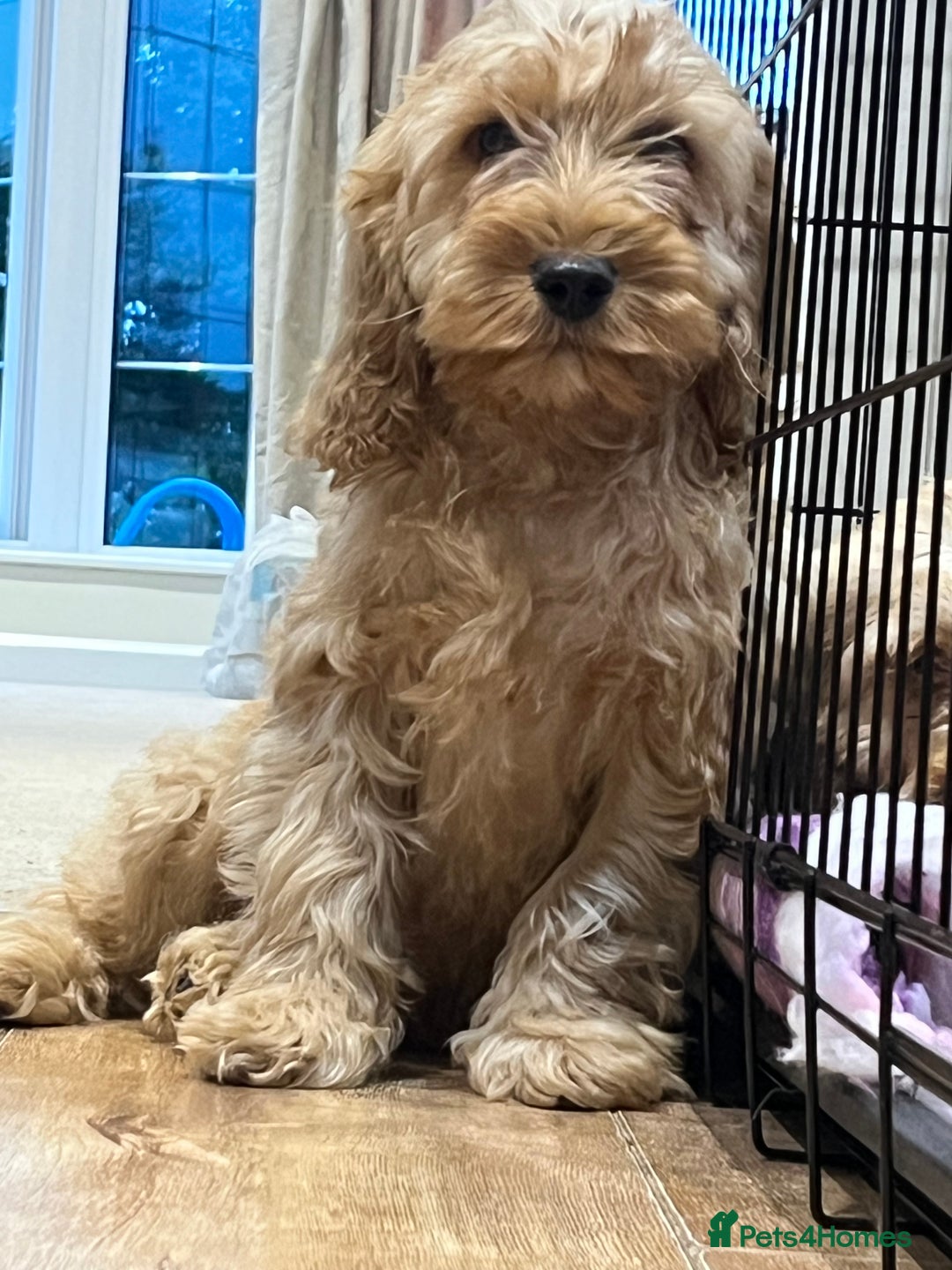 Cockapoo dogs for sale: Healthy Cockapoos boys fully vaccinated  - Image 17