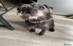 Mixed Breed dogs for sale: LakelandxPatterdale Male  - Image 3