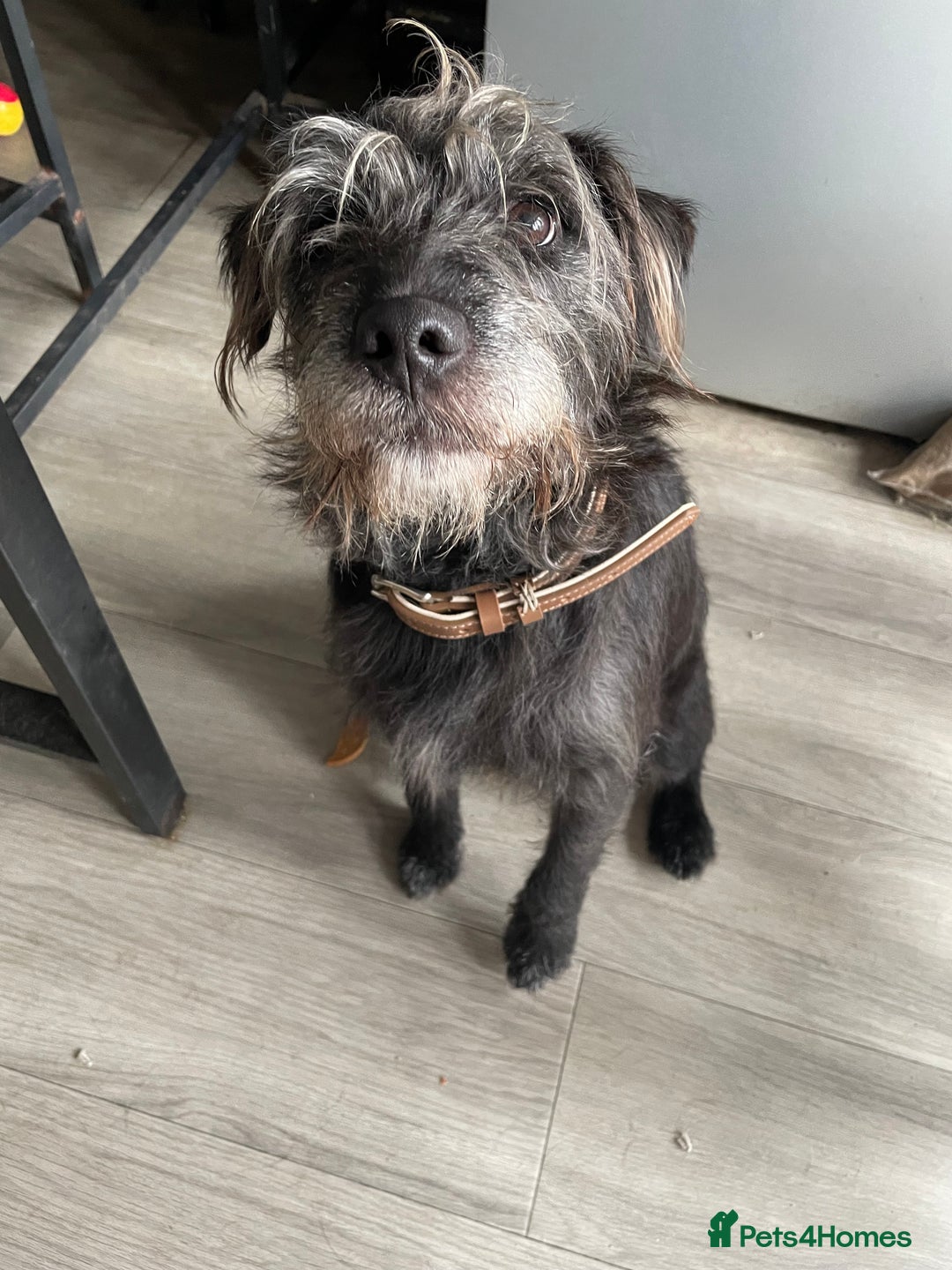 Mixed Breed dogs for sale: LakelandxPatterdale Male  - Image 3