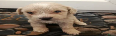 Maltese Puppy 5